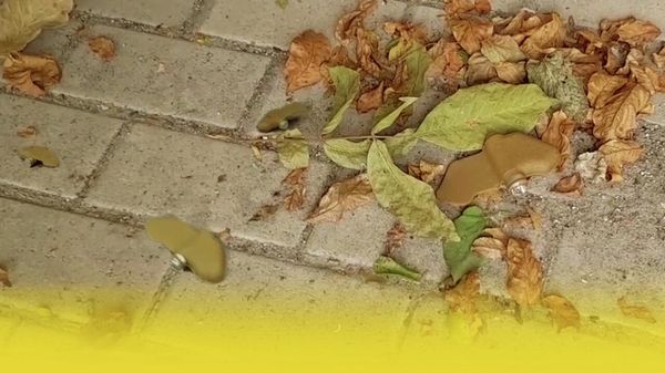 Пальцем дотронься - останешься без руки: Донецк обстреливают минами лепесток. Видео