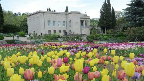 Тюльпаны в Крыму