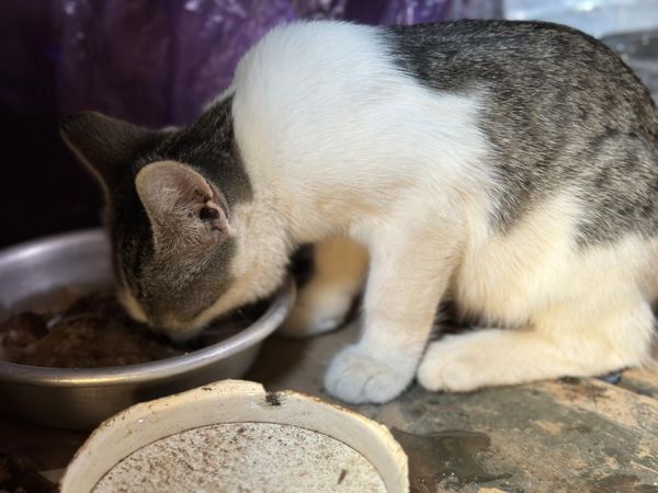 Кот Кот