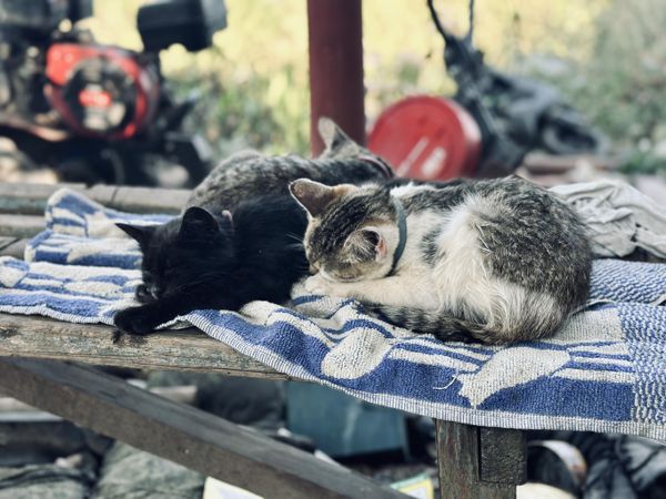 коты коты