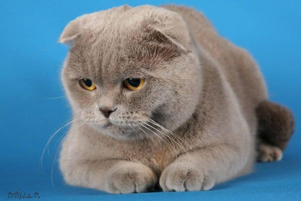 Кот