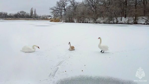 В Луганске семью лебедей освободили из ледяного плена В Луганске семью лебедей освободили из ледяного плена