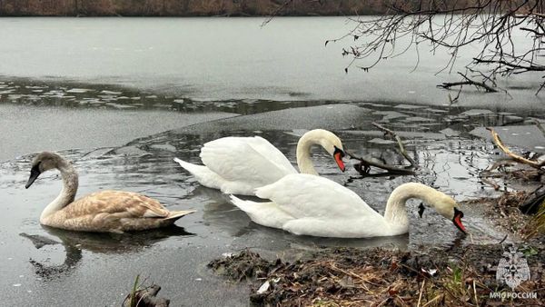 В Луганске семью лебедей освободили из ледяного плена В Луганске семью лебедей освободили из ледяного плена