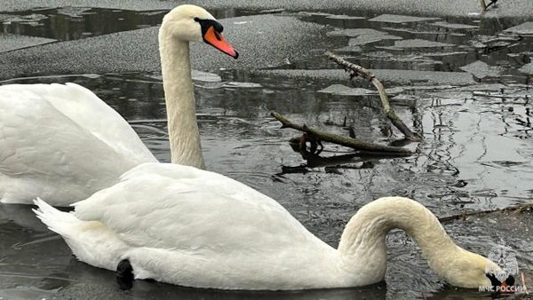 В Луганске семью лебедей освободили из ледяного плена В Луганске семью лебедей освободили из ледяного плена