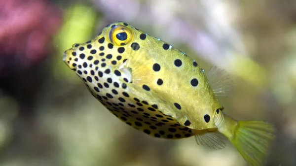 CC BY-SA 3.0 / Norbert Potensky / Kofferfisch (Ostracion cubicus)