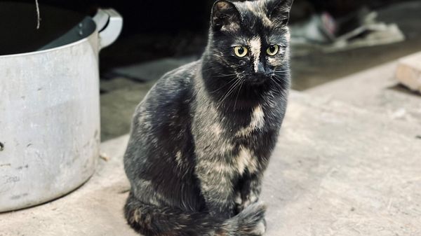 Казачья кошка