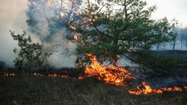 Лесной пожар в Волгоградской области