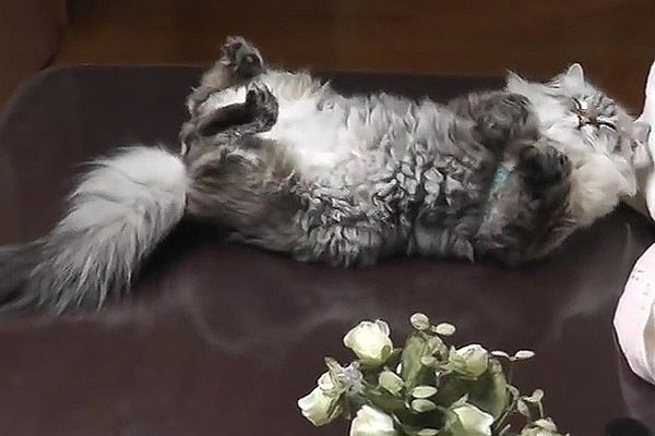 Кот Мир