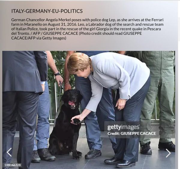 Фото: getty images? Меркель и лабрадор 