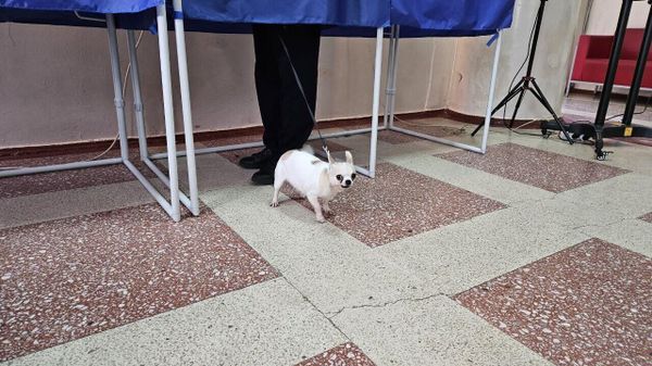 Фото: собака ждет хозяина пока тот голосует за ширмой на выборах президента РФ 2024 Фото: собака ждет хозяина пока тот голосует за ширмой на выборах президента РФ 2024