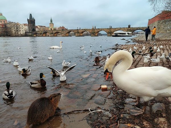Межвидовое взаимодействие Межвидовое взаимодействие