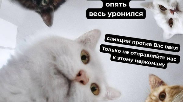 Захарова кошки клоун Зеленский