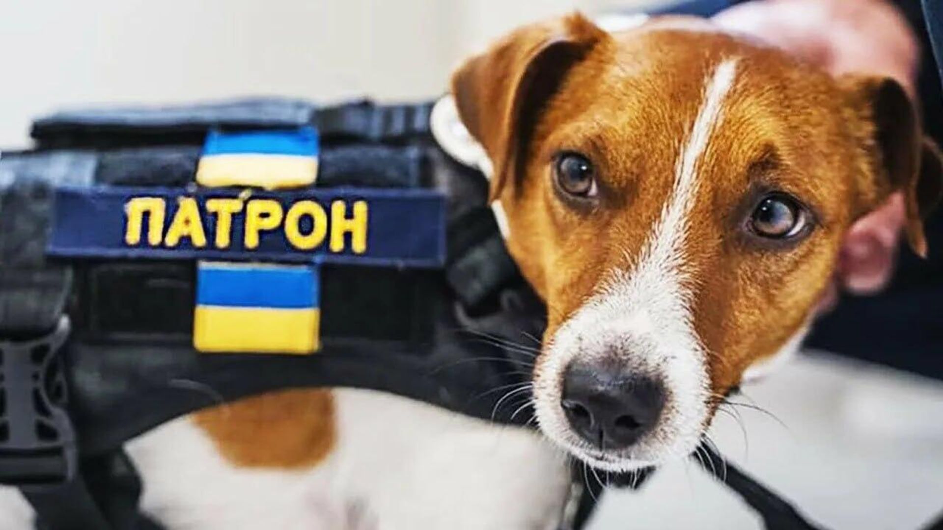 Мультфильм «Пёс Патрон» закрылся из-за отсутствия финансирования от USAID - РИА Новости, 1920, 14.02.2026