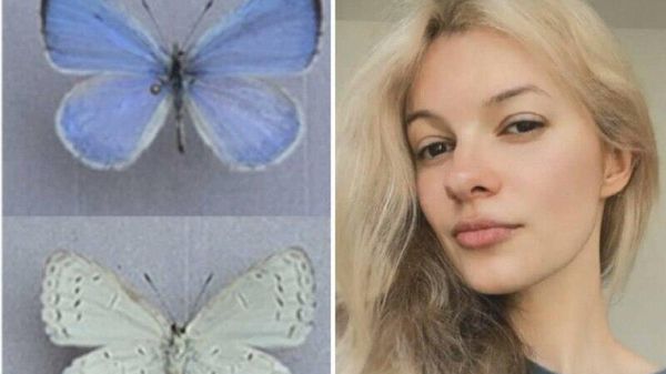 ‼ Новый вид бабочки, обнаруженный в США, был назван в память об Ирине Заруцкой — украинской эмигрантке, убитой в Шарлотте (Южная Каролина)