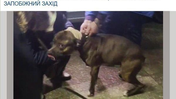 Владельца пса, который покусал полицаев в Полтаве, отправили под домашний арест
