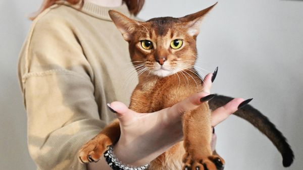 Абиссинский кот из России признан самым красивым котом в мире