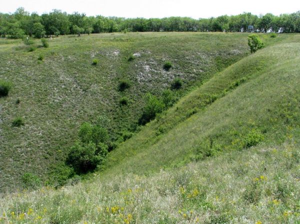 Докучаевские посадки в Дивногорье Воронежской области Докучаевские посадки в Дивногорье Воронежской области