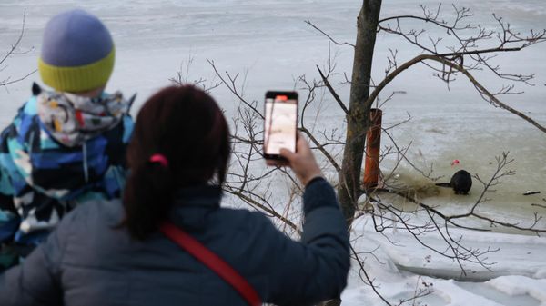 Бобёр поселился у элитного ЖК в Санкт-Петербурге