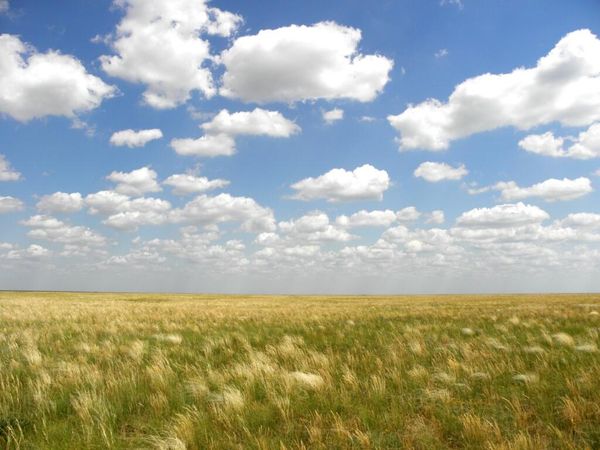 Заповедная степь Аскания-Нова Заповедная степь Аскания-Нова
