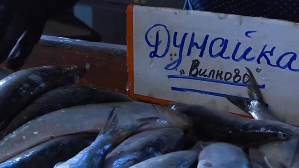 Дунайка