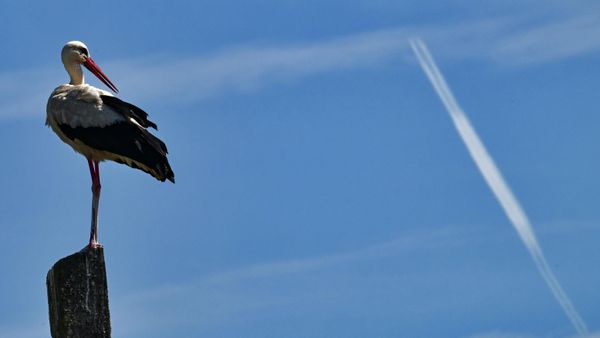 Аисты в Ленинградской области Аисты в Ленинградской области