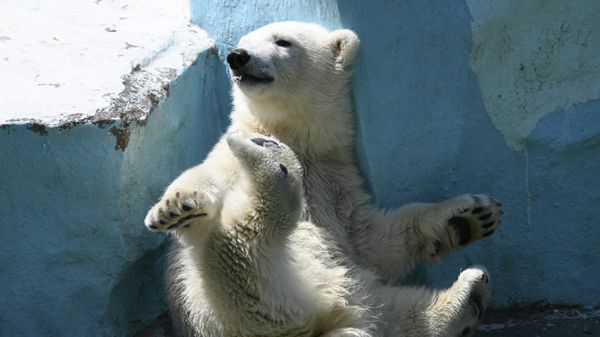 Детеныши животных в Новосибирском зоопарке