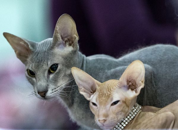 Международная выставка кошек Гран-при Royal Canin-2013