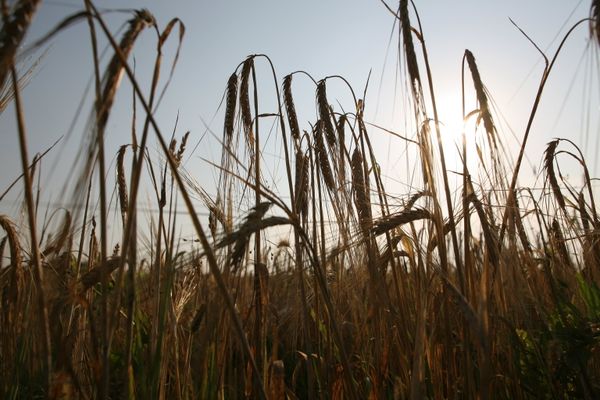 Уборка урожая ячменя на полях САХО в Новосибирской области