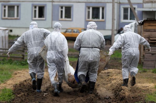 Вспышка африканской чумы свиней в Новгородской области Вспышка африканской чумы свиней в Новгородской области