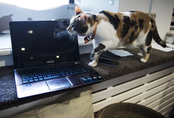 Котокафе Котики и люди