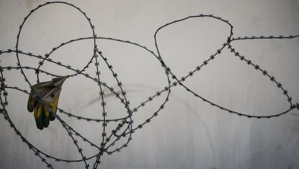 Строительство олимпийских объектов на курорте Роза Хутор Строительство олимпийских объектов на курорте Роза Хутор