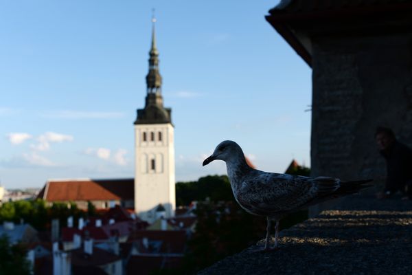 Города мира. Таллин Города мира. Таллин