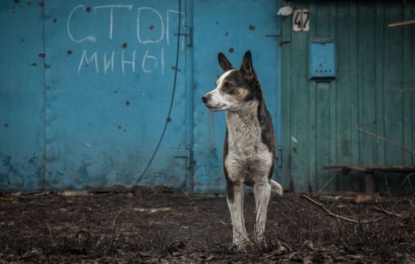 Ситуация в Донбассе Ситуация в Донбассе
