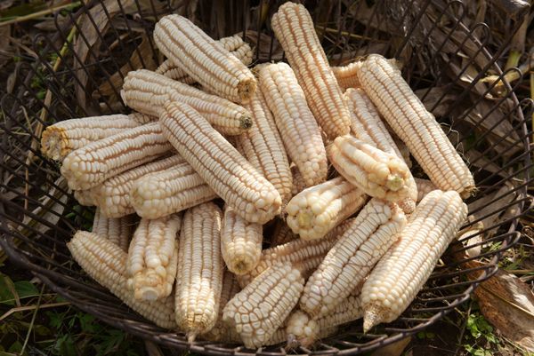 Уборка кукурузы в Абхазии