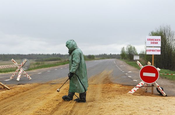 Вспышка африканской чумы свиней в Новгородской области