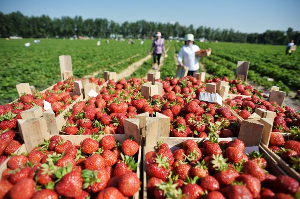 Сбор клубники в Совхозе имени Ленина Сбор клубники в Совхозе имени Ленина