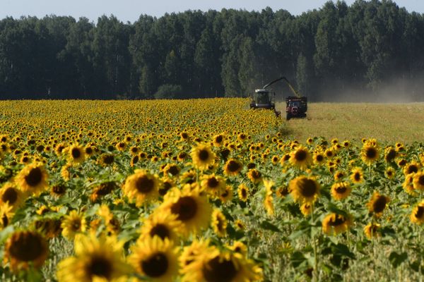 Уборка урожая зерновых в Новосибирской области