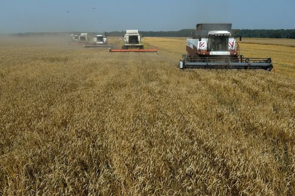 Уборка урожая зерновых в Новосибирской области