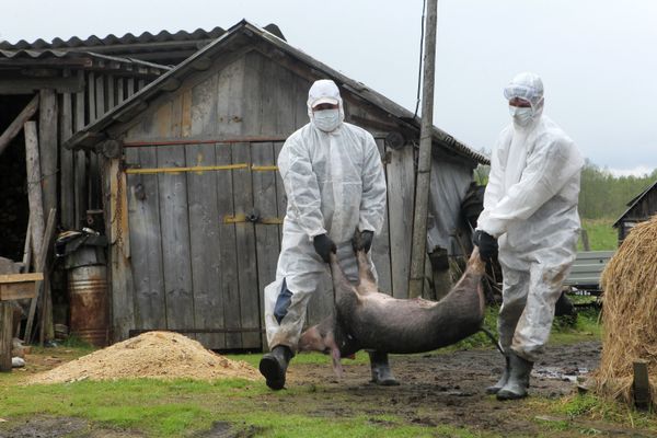 Вспышка африканской чумы свиней в Новгородской области Вспышка африканской чумы свиней в Новгородской области