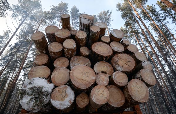 Заготовка леса на лесохозяйственном участке в Алтайском крае