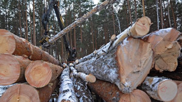 Предприятие по заготовке и переработке древесины Кыштымский лес в Челябинской области Предприятие по заготовке и переработке древесины Кыштымский лес в Челябинской области