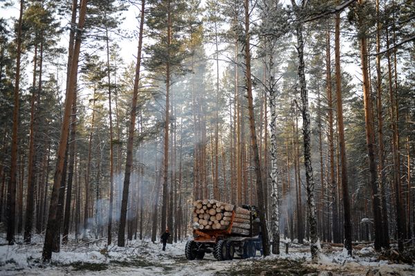 Заготовка леса на лесохозяйственном участке в Алтайском крае