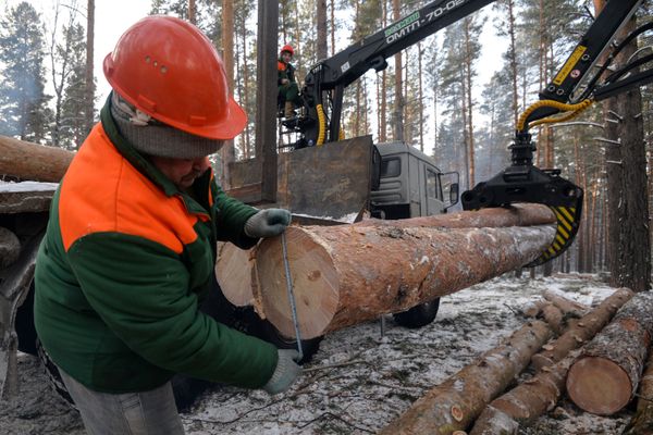 Заготовка леса на лесохозяйственном участке в Алтайском крае