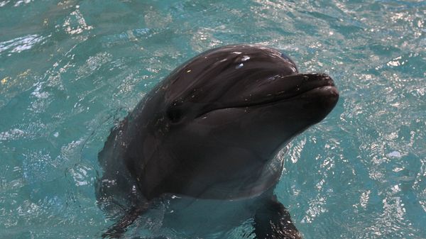 Приморский океанариум ДВО РАН Приморский океанариум ДВО РАН