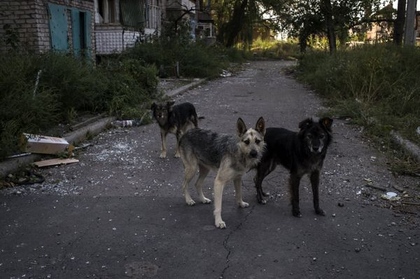 Жизнь в селе Веселом в Донецкой области Жизнь в селе Веселом в Донецкой области