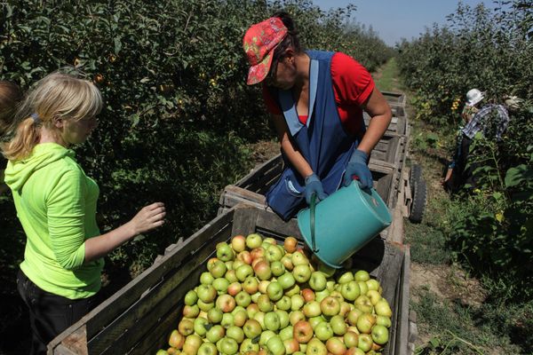 Уборка урожая яблок и слив в Ставропольском крае Уборка урожая яблок и слив в Ставропольском крае
