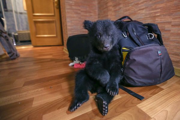 В благовещенский приют подбросили медвежонка В благовещенский приют подбросили медвежонка