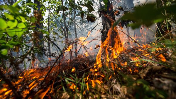 Пожары в Амурской области Пожары в Амурской области