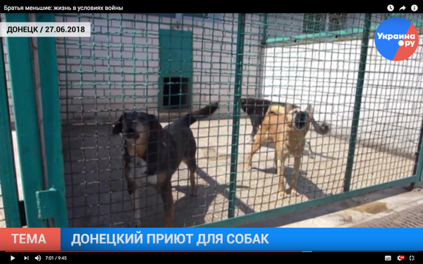 Братья меньшие: жизнь в условиях войны Видео