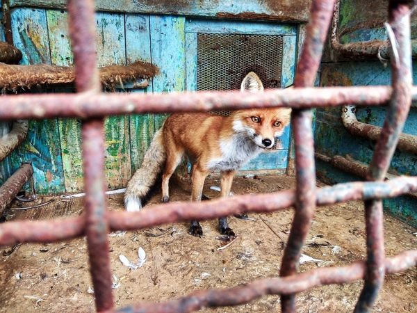 Зоопарк В селе Придорожное Старобешевского района, что в ДНР лиса клетка Зоопарк В селе Придорожное Старобешевского района, что в ДНР лиса клетка